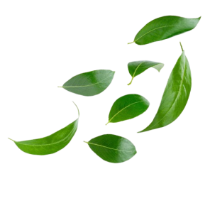 istockphoto 1461078164 612x612 removebg preview